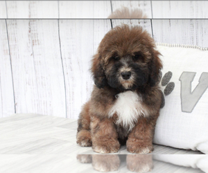 Shih-Poo Puppy for sale in MARIETTA, GA, USA