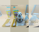 Puppy 10 Golden Retriever-Samoyed Mix