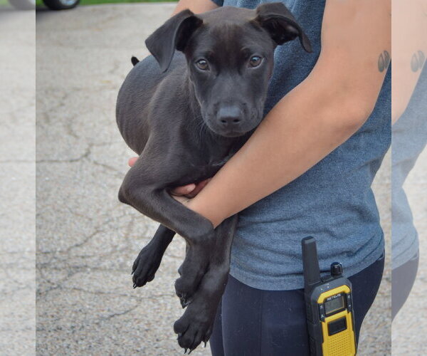 Medium Photo #3 American Staffordshire Terrier-Unknown Mix Puppy For Sale in Huntley, IL, USA