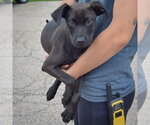 Small #2 American Staffordshire Terrier Mix