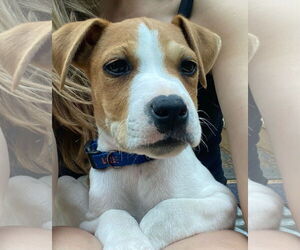 Cojack Dogs for adoption in Kannapolis, NC, USA