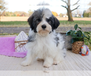 Havanese Puppy for sale in SYRACUSE, IN, USA