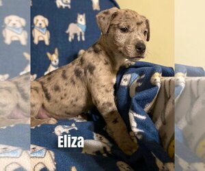 Catahoula Leopard Dog-Unknown Mix Dogs for adoption in Parker Ford, PA, USA
