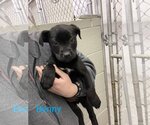 Small Photo #1 Labrador Retriever-Unknown Mix Puppy For Sale in Oakhurst, NJ, USA