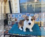 Small Photo #10 Pembroke Welsh Corgi Puppy For Sale in SURFSIDE, SC, USA
