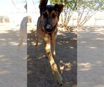 Small Photo #5 German Shepherd Dog-Unknown Mix Puppy For Sale in Apple Valley, CA, USA