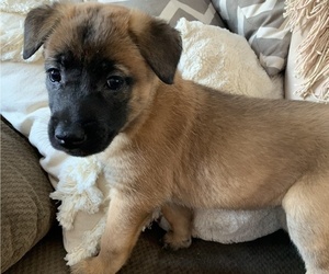 Belgian Malinois Puppy for sale in SCOTTSVILLE, NY, USA