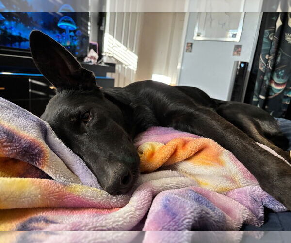 Medium Photo #3 Border Collie-Unknown Mix Puppy For Sale in Salt Lake City, UT, USA