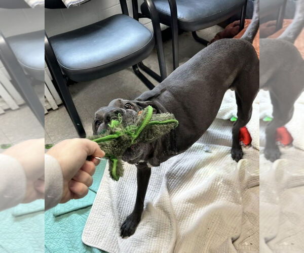 Medium Photo #5 Labrador Retriever-Unknown Mix Puppy For Sale in North Myrtle Beach, SC, USA