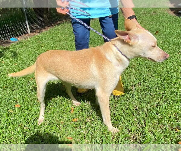 Medium Photo #3 Carolina Dog-Unknown Mix Puppy For Sale in Canton, CT, USA