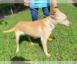 Small #2 Carolina Dog Mix