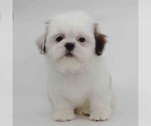 Shih Tzu Puppy for sale in LOS ANGELES, CA, USA