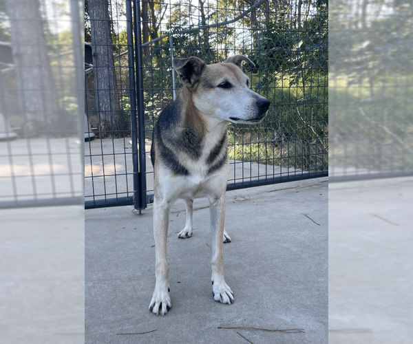 Medium Photo #8 German Shepherd Dog-Unknown Mix Puppy For Sale in Oakhurst, NJ, USA