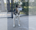 Small #7 German Shepherd Dog Mix