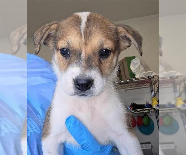 Medium Photo #1 Labrador Retriever-Unknown Mix Puppy For Sale in San Antonio, TX, USA