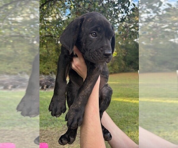 Medium Photo #4 Cane Corso Puppy For Sale in FAYETTEVILLE, NC, USA