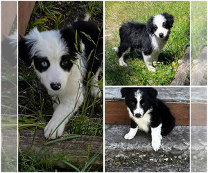 Border-Aussie Puppy for Sale in ROCHESTER, Washington USA