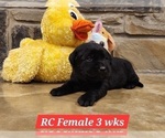 Small #6 Labrador Retriever