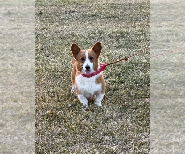Medium Photo #1 Pembroke Welsh Corgi Puppy For Sale in GUTHRIE, KY, USA