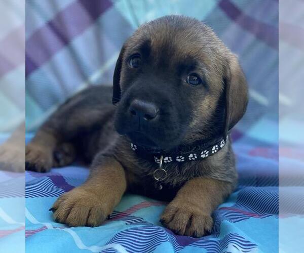 Medium Photo #1 Labrador Retriever-Unknown Mix Puppy For Sale in San Diego, CA, USA
