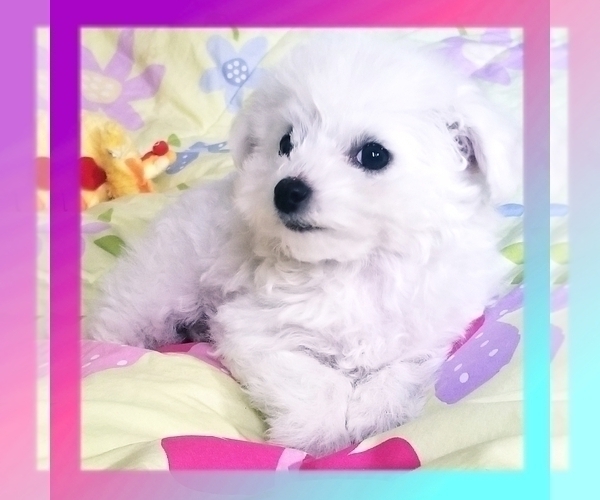 Medium Photo #1 Bichon Frise Puppy For Sale in EUGENE, OR, USA