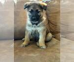 Small #5 German Shepherd Dog