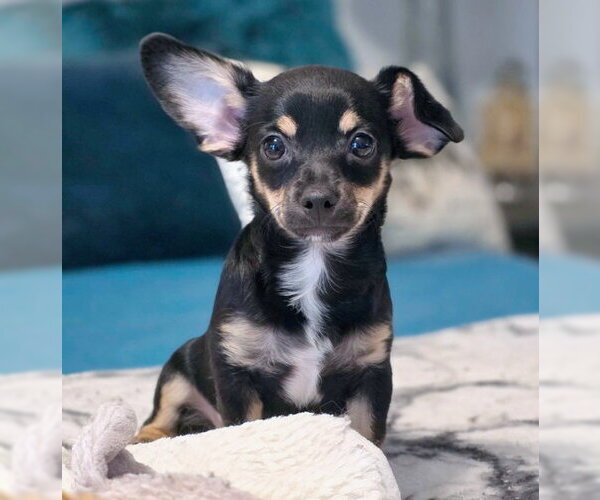 Medium Photo #3 Chiweenie Puppy For Sale in Chino Hills, CA, USA