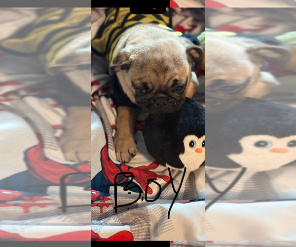 Medium Photo #5 Pug Puppy For Sale in FREDERICKSBURG, VA, USA