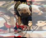 Small #4 Pug