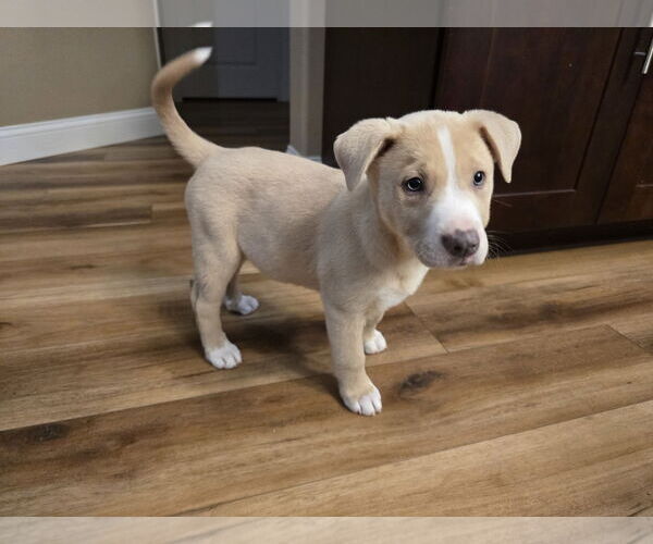 Medium Photo #4 Labsky Puppy For Sale in Hillsboro, MO, USA