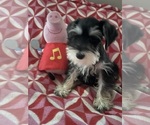 Small #2 Schnauzer (Miniature)