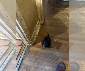 Dachshund Puppy for sale in LYNCHBURG, VA, USA