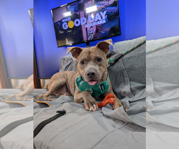 Medium Photo #7 Mutt Puppy For Sale in Abbeville, LA, USA