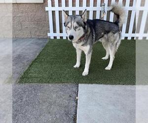 Siberian Husky Dogs for adoption in Modesto, CA, USA