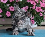 Small #6 French Bulldog