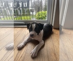 Small Photo #7 American Bully Puppy For Sale in NAUGATUCK, CT, USA