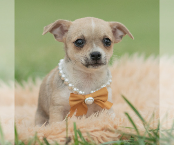 Medium Photo #1 Chihuahua Puppy For Sale in WARSAW, IN, USA
