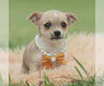 Puppy Papi Chihuahua