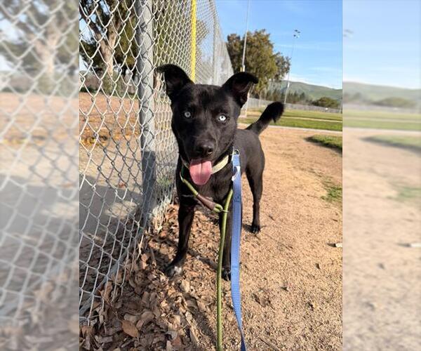 Medium Photo #1 Labrador Retriever Puppy For Sale in Fremont, CA, USA