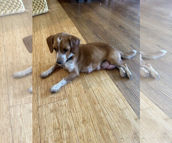 Medium Photo #2 Doxle Puppy For Sale in Holly Springs, NC, USA