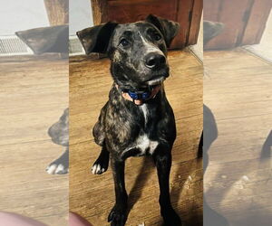 American Staffordshire Terrier-Unknown Mix Dogs for adoption in Germantown, OH, USA