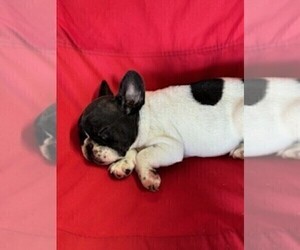 French Bulldog Puppy for sale in WAMEGO, KS, USA