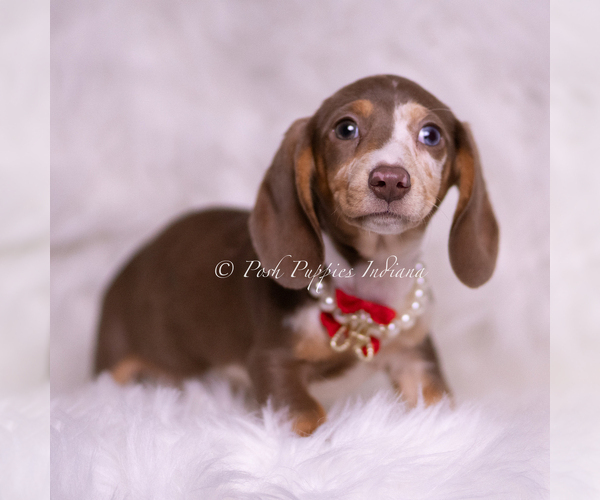 Medium Photo #92 Dachshund Puppy For Sale in WARSAW, IN, USA
