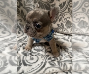 French Bulldog Puppy for Sale in BLAIRSVILLE, Georgia USA