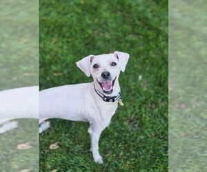 Mutt Dogs for adoption in Sandy, UT, USA