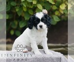 Small #3 Cavapoo