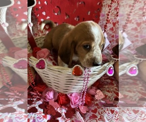 Basset Hound Puppy for sale in BROOKHAVEN, MS, USA