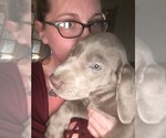 Puppy 1 Labrador Retriever