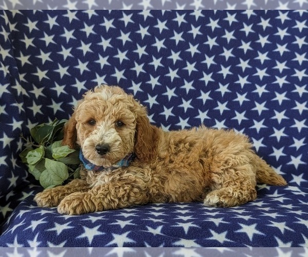 Medium Photo #4 Poodle (Miniature) Puppy For Sale in KINZERS, PA, USA