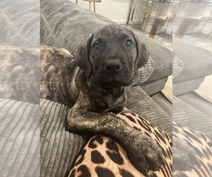 Presa Canario Puppy for sale in DISTRICT HEIGHTS, MD, USA